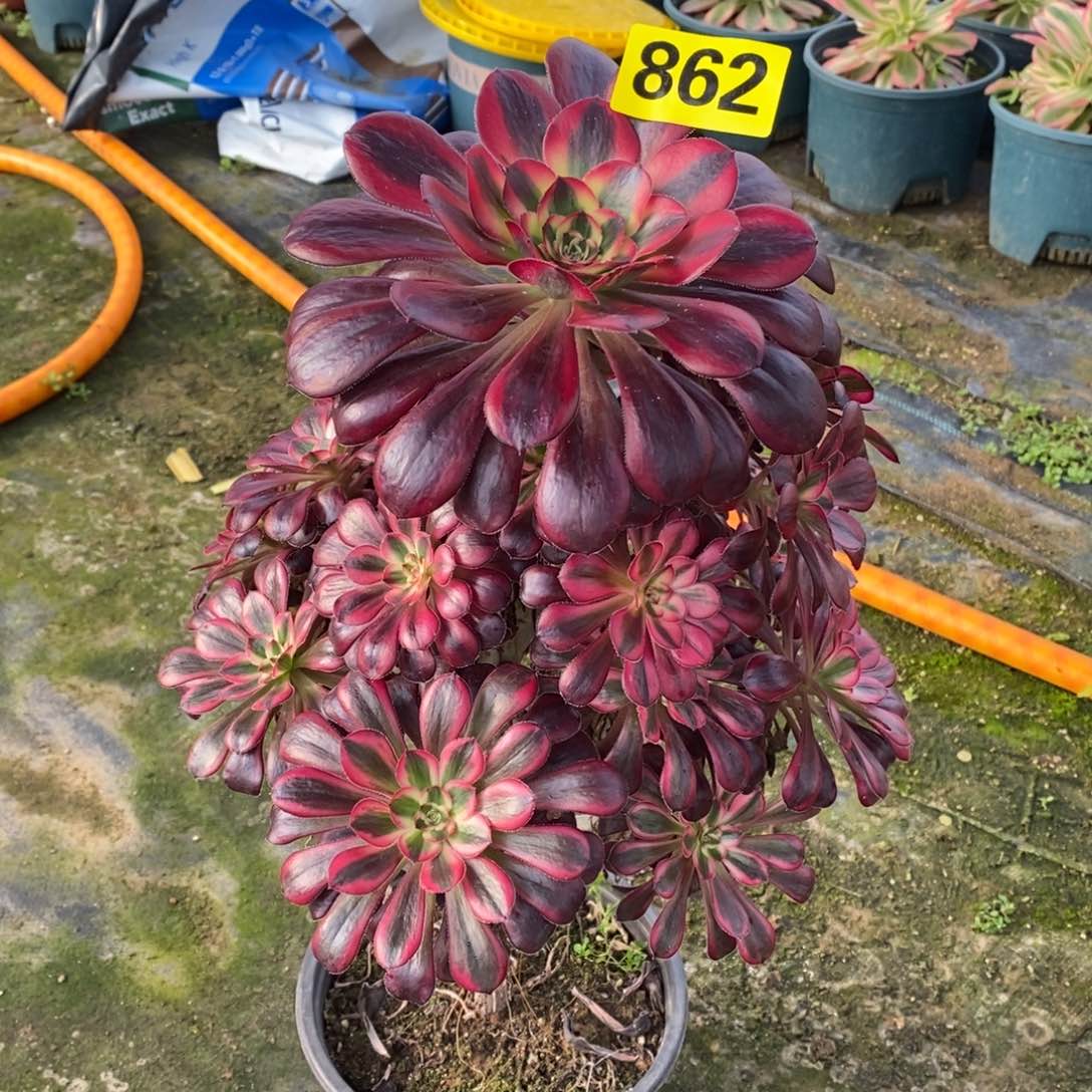 香奈多肉法师862