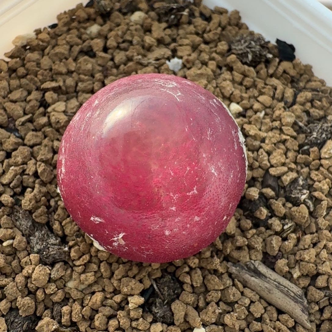 4718一颗带盆发货灯泡一颗