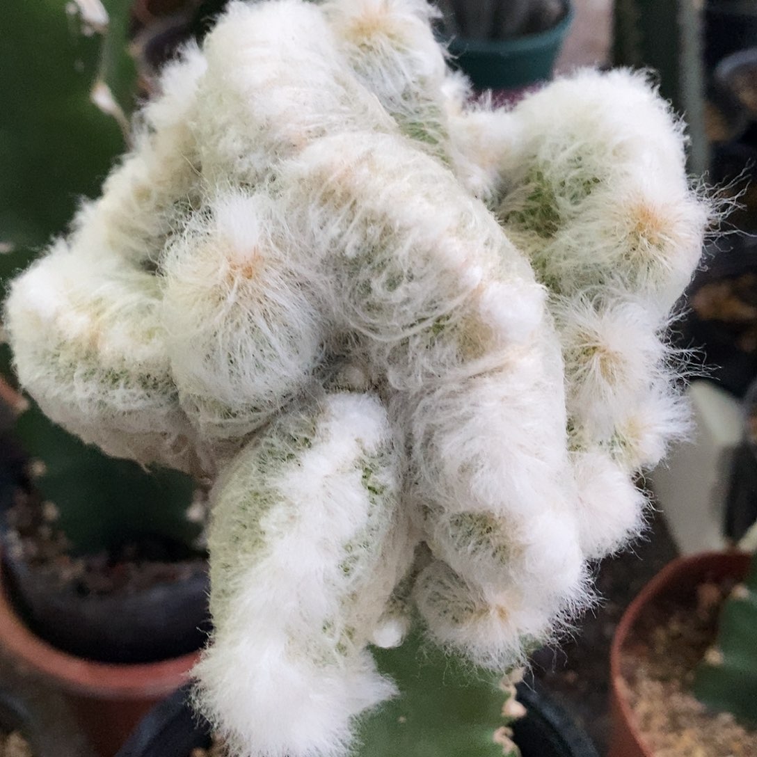 花花草草花花草草