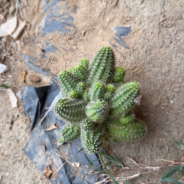 一***过丽花白檀杂群生794