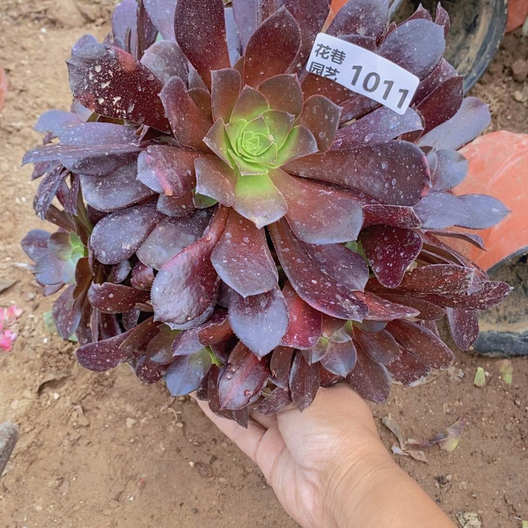 1011 号一物一拍多肉植物