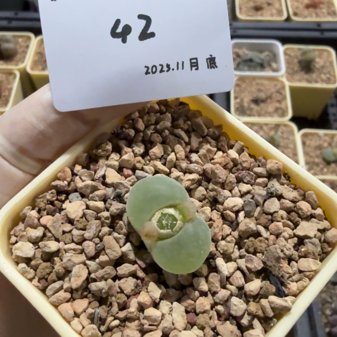 多肉多肉多肉11-042 粉女2cm