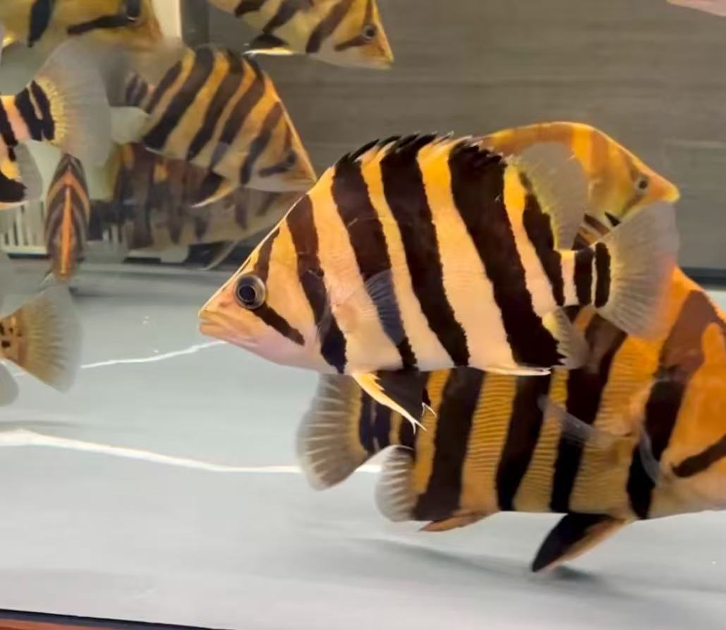 苏门答腊虎鱼活鱼印尼虎鱼三纹四纹虎鱼泰国苏虎热带观赏鱼