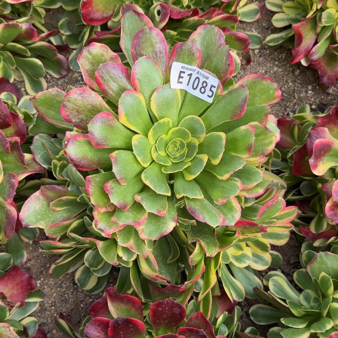 1085特斯拉多肉植物