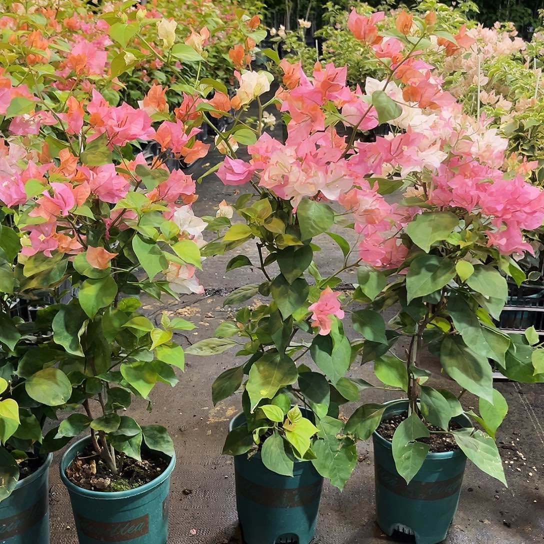 当前无花栽培后可以开花橙口红带竹一颗