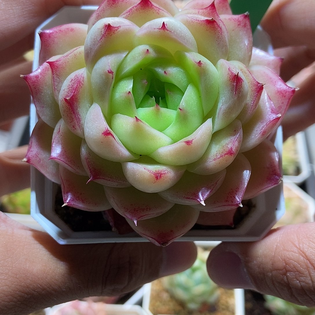 467 小丸子精品多肉