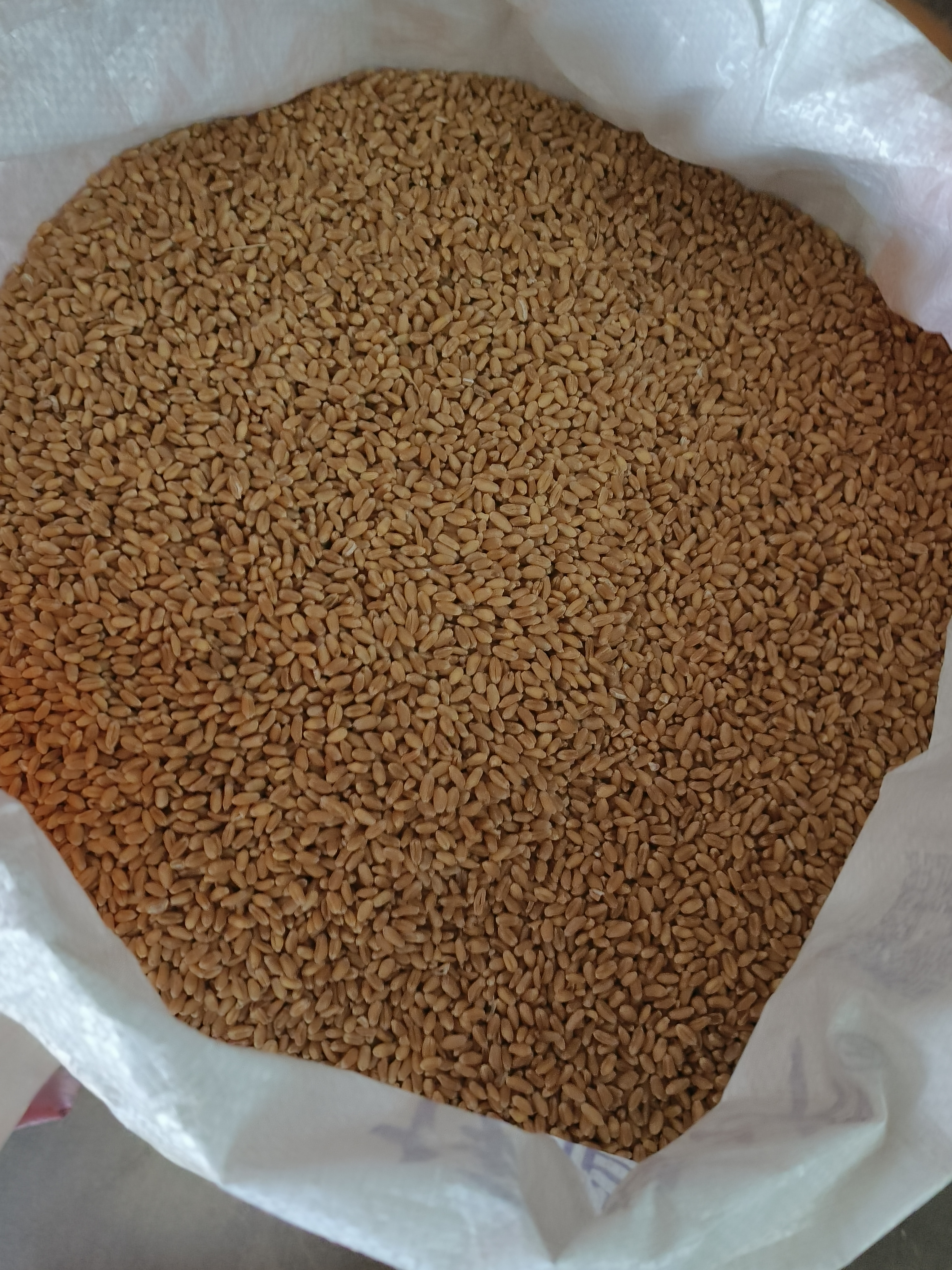 河北25年新小麦 无清洗 无加工 不可直接食用