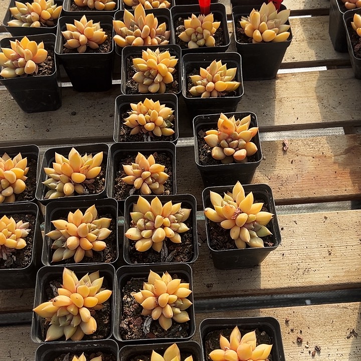 团038号多头黄金象牙，福利