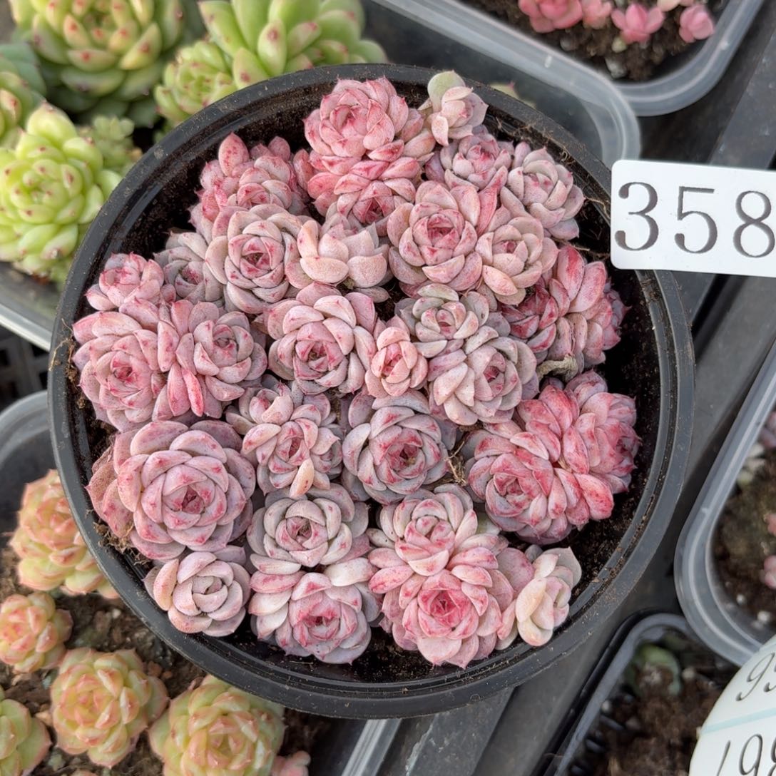 多肉植物多肉植物358