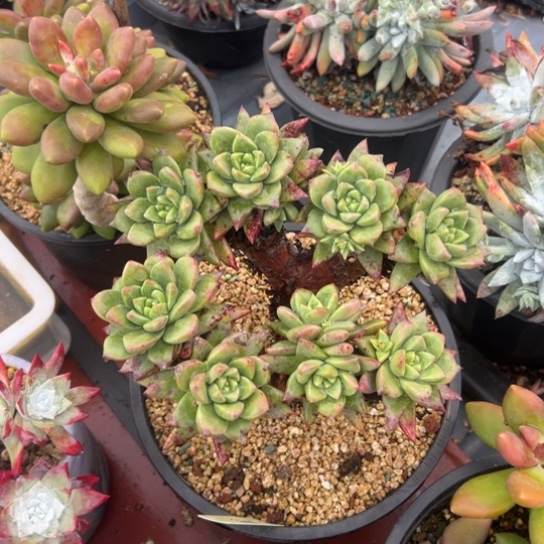 玫瑰叶苹果叶～一物一拍