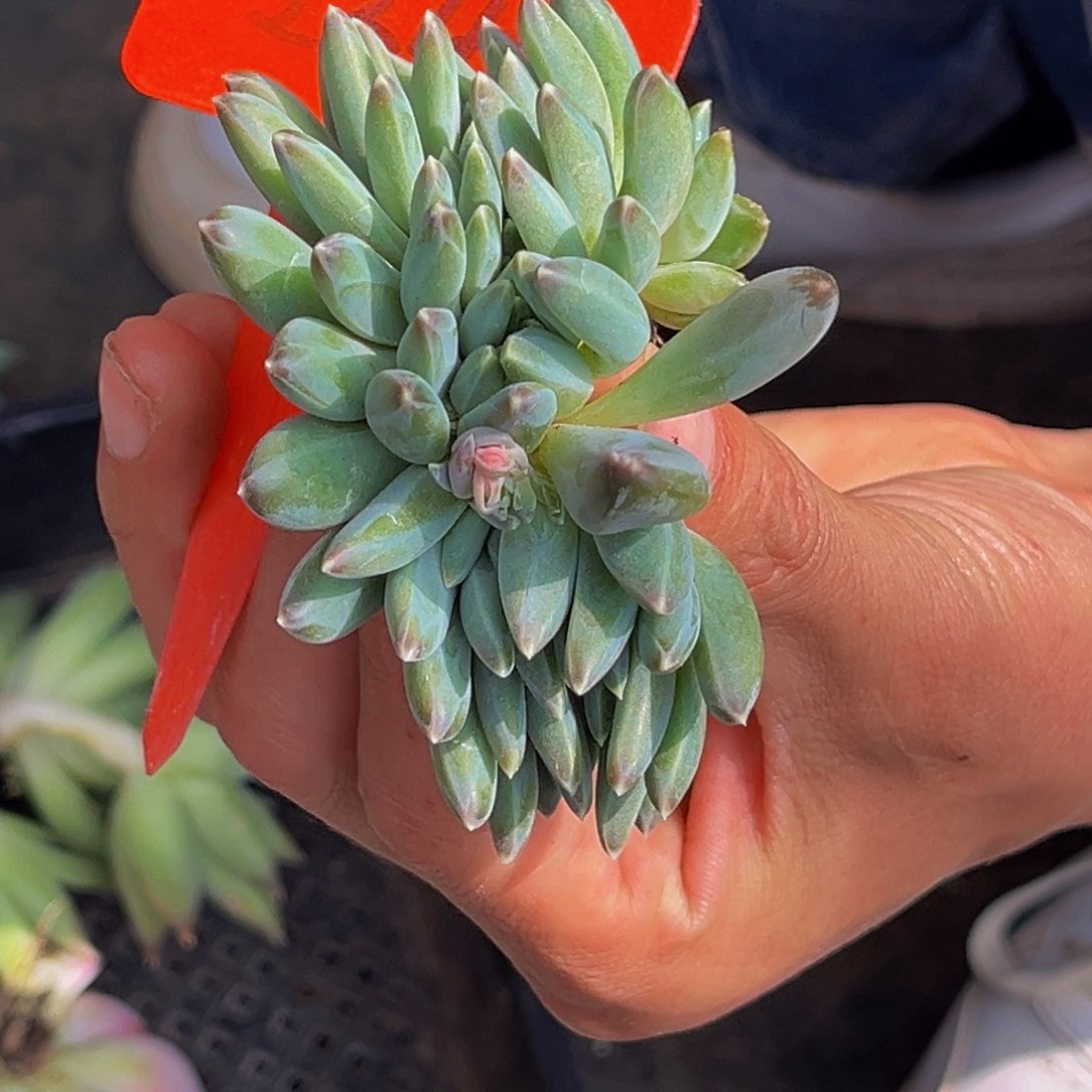 2340号上午多肉植物群生多肉植物