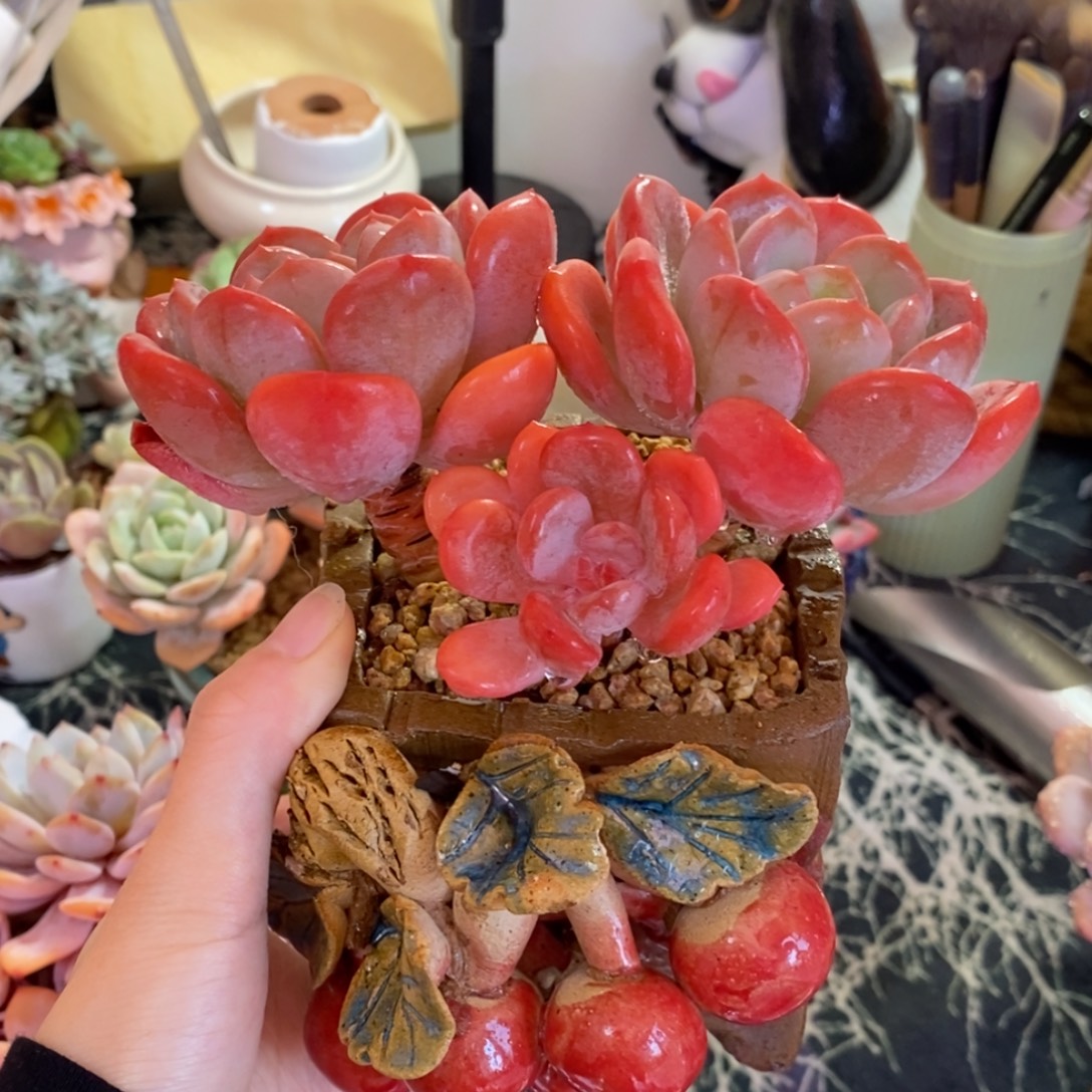 一物一拍所见所得