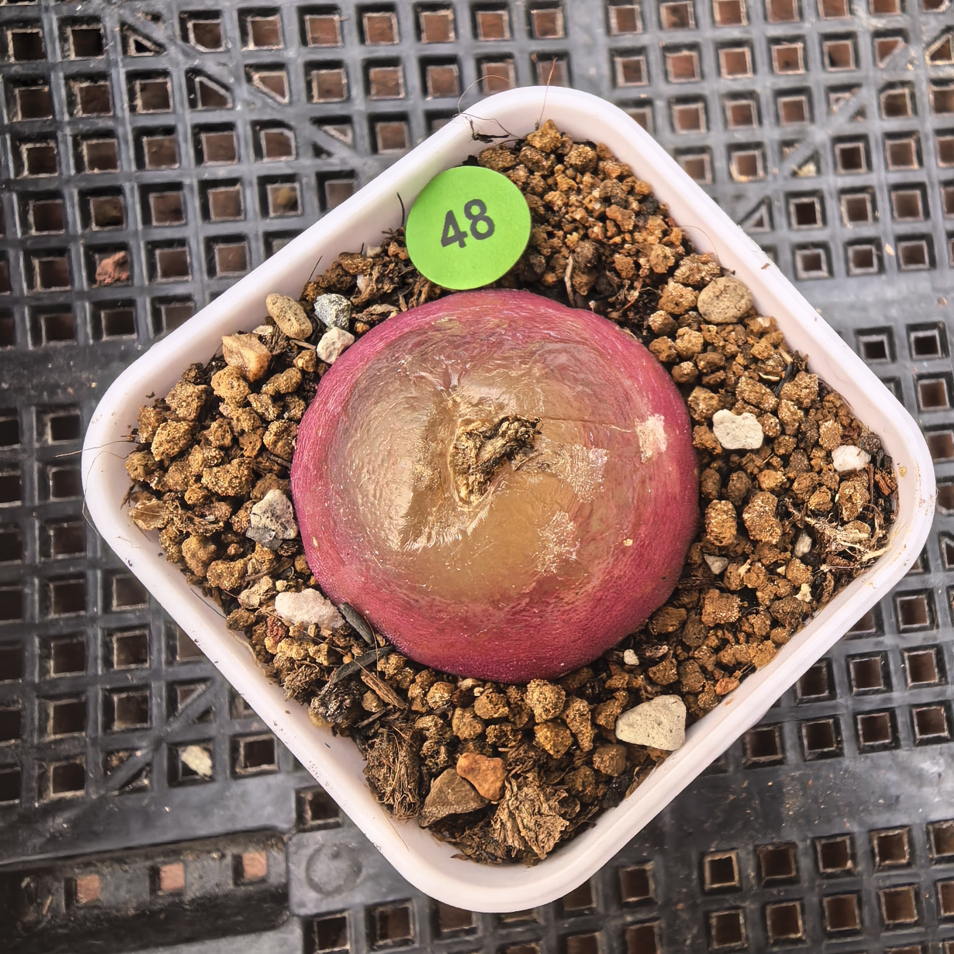 灯泡3-3.1cm（瑕疵）带盆多肉48