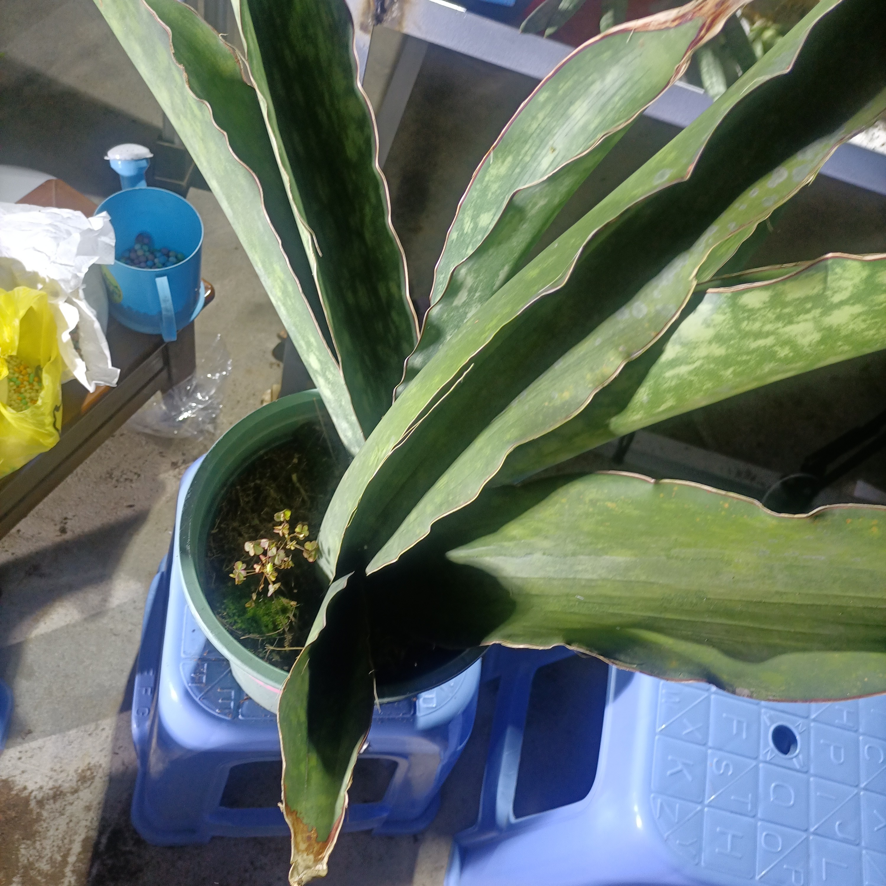 蓝皮单颗盆栽可灌肤补水易种植包邮