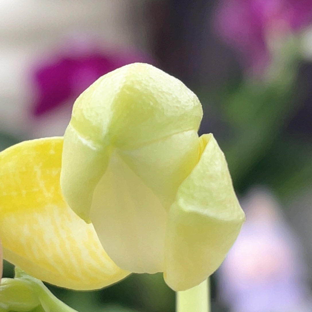 全部花苞【两倍钻石交蓝喜鹊】花苞