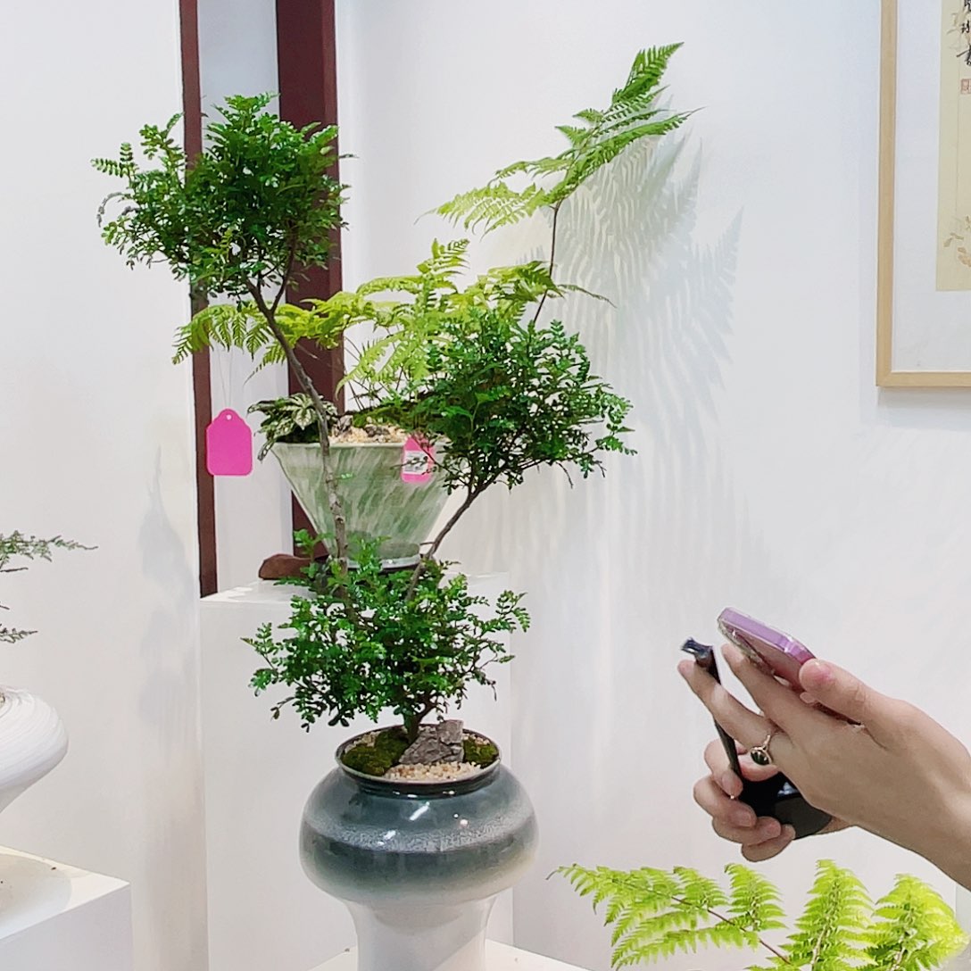 高端绿植一物一拍