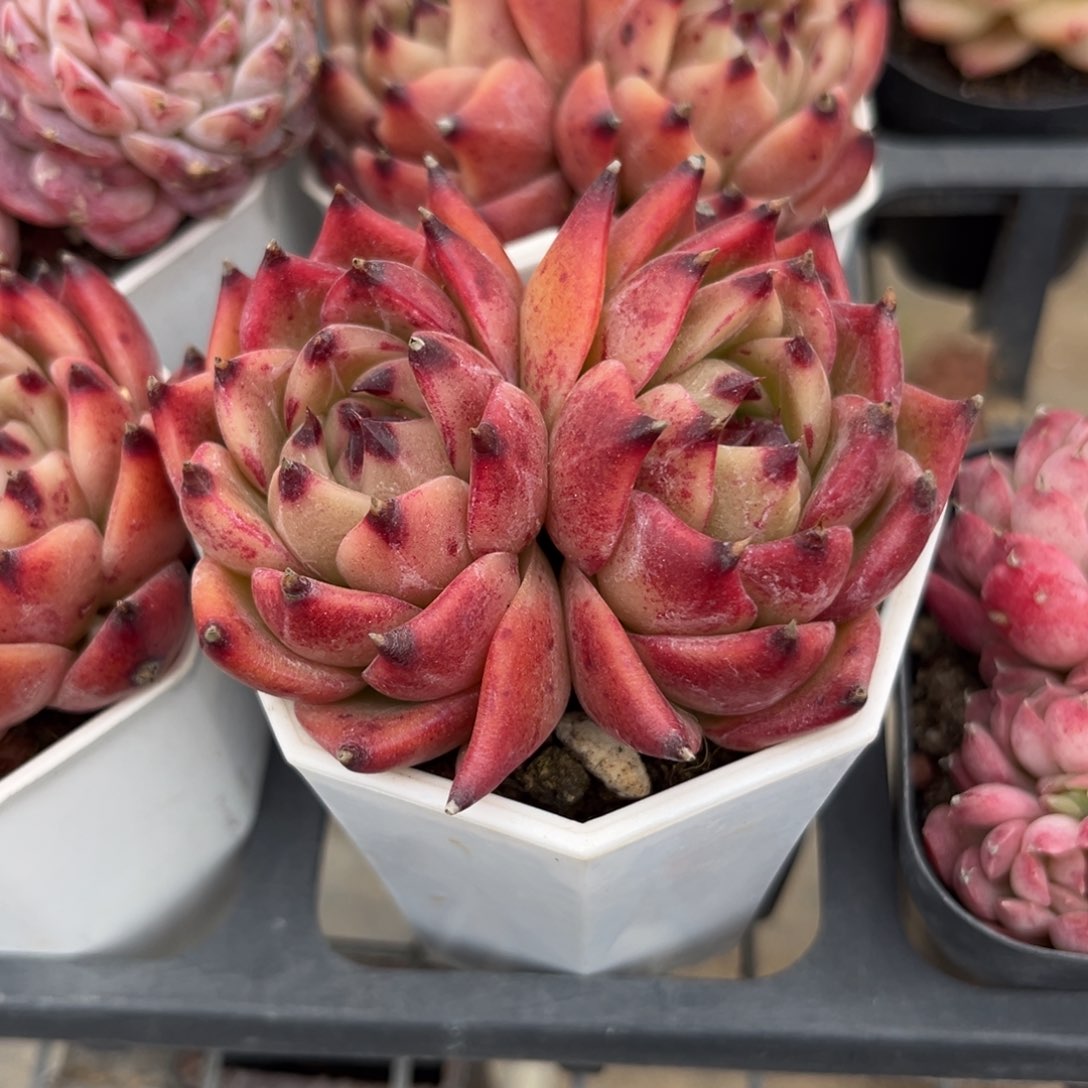 蓝龙多肉植物的生长