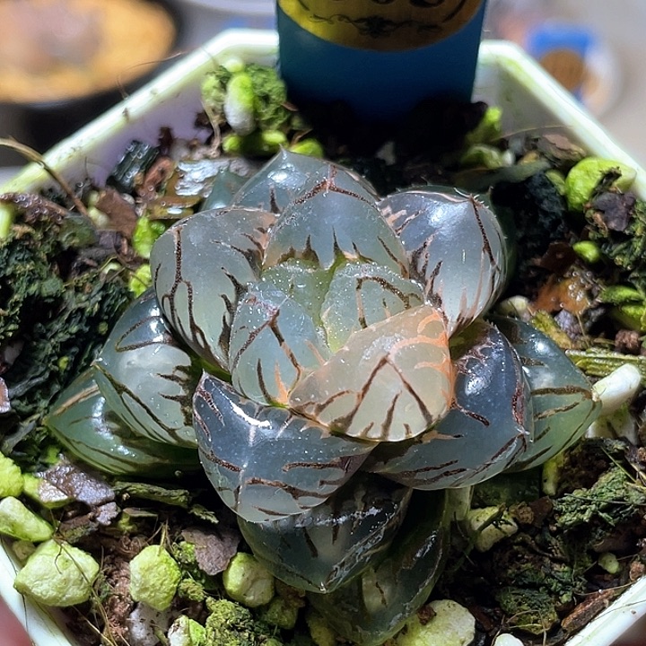 605巨大化水中月錦