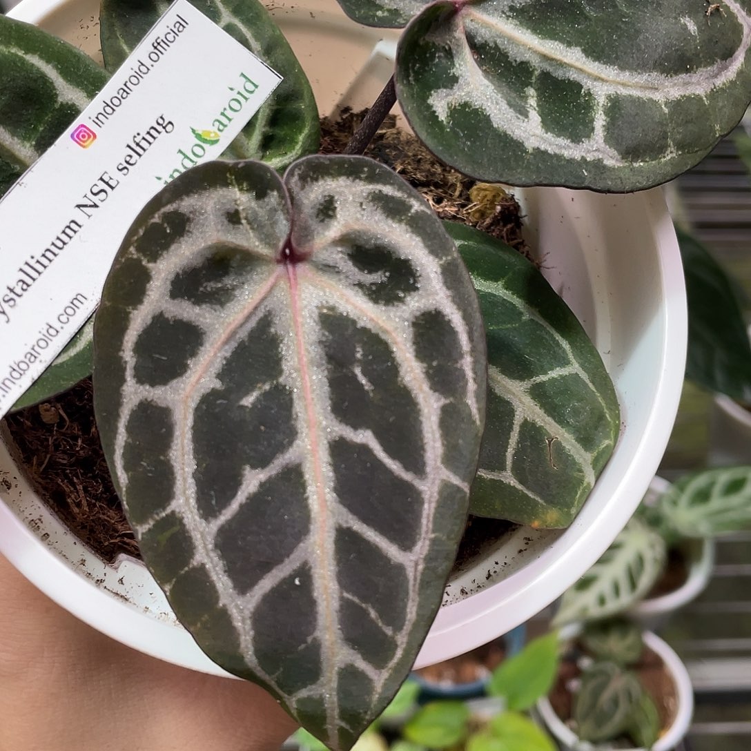 完全开放进口Nse红水晶