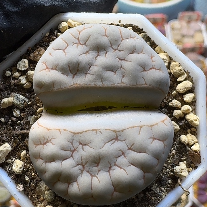 生石花11111。  385荒。  255