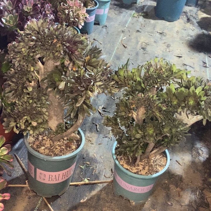 两颗多肉植物51。 