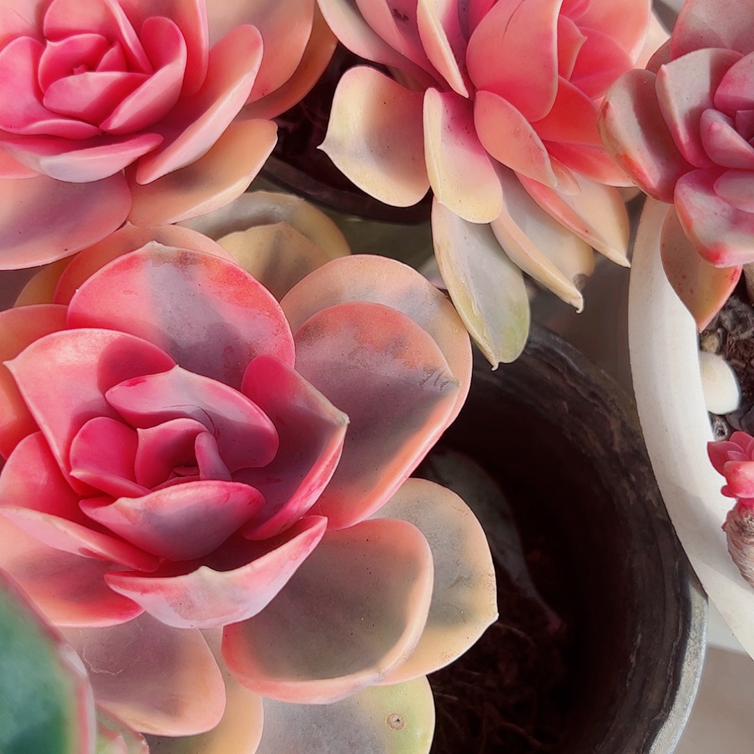 彩虹大单头精品二盆