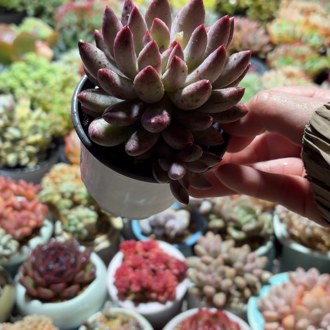 虞美人多肉9㎝盆单头