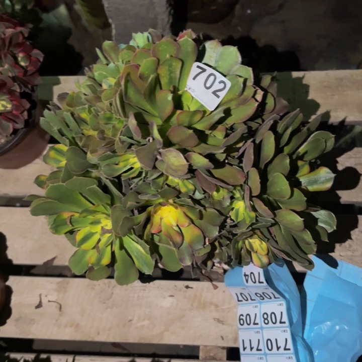 702香妃多肉植物不售后