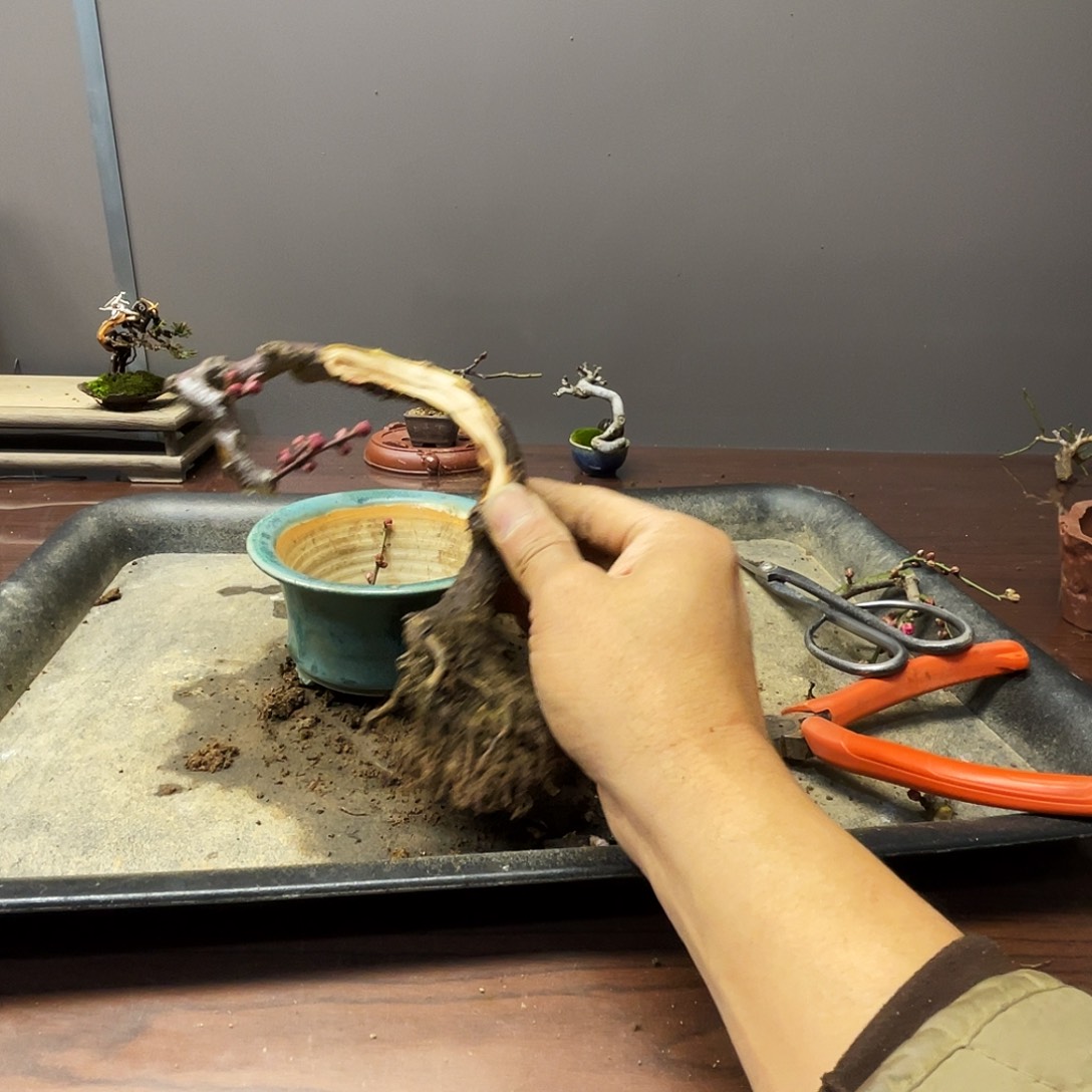 d***f无花朵梅花花开富贵吉祥