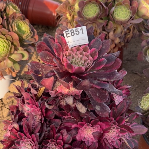 多肉植物红铜白捧花