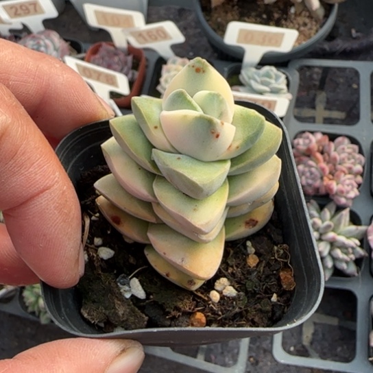 218纪之川锦多肉植物多