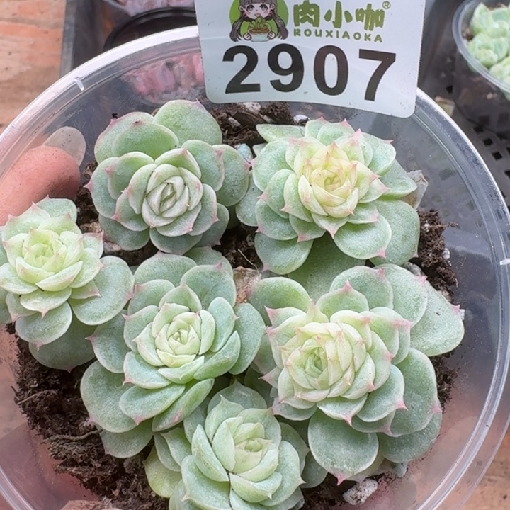 多肉植物多肉植物