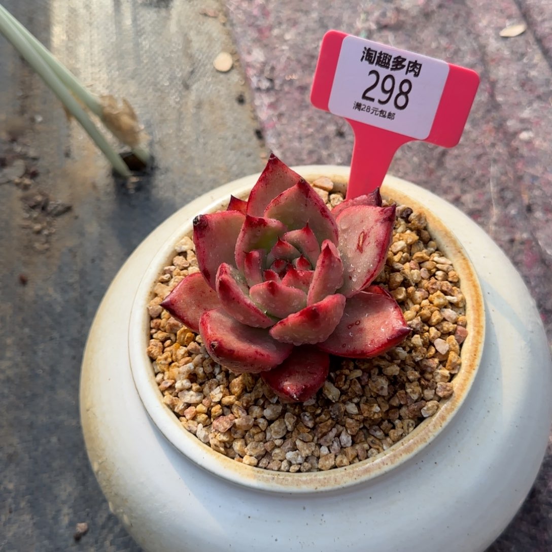 多肉植物阿莫斯特罗