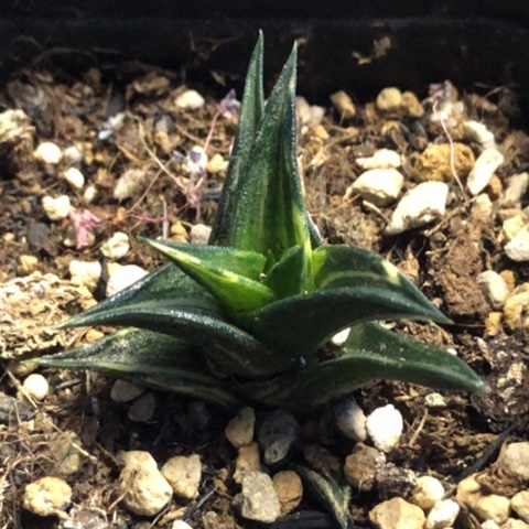 龙城锦带盆发货哈哈哈