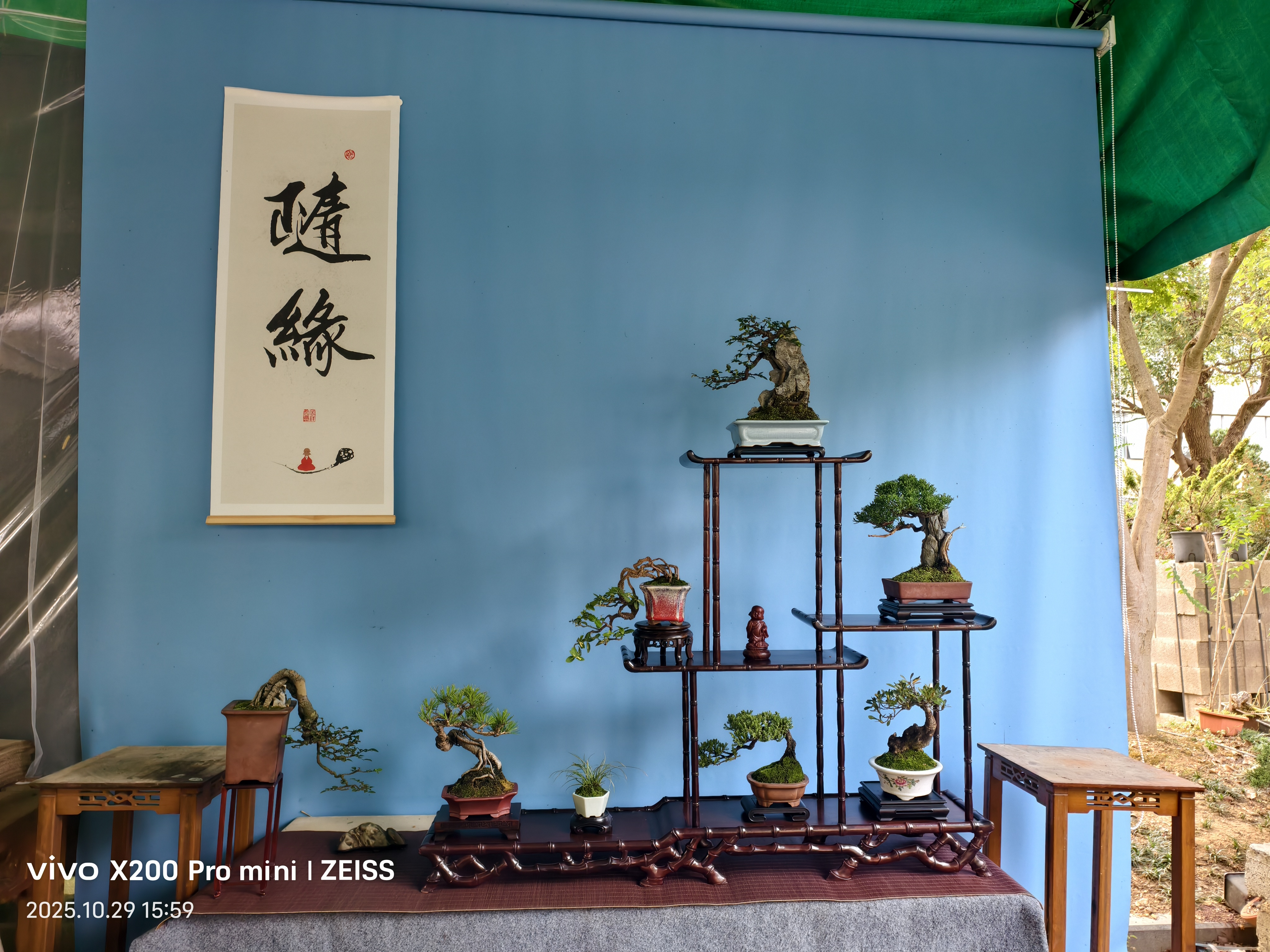 松柏杂木盆景【一物一拍】以直播间实物为准