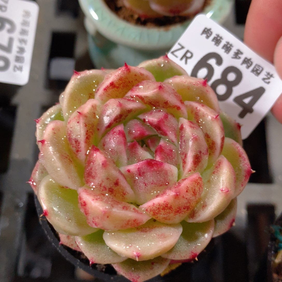 5CM拇指盆精控多肉ZR684