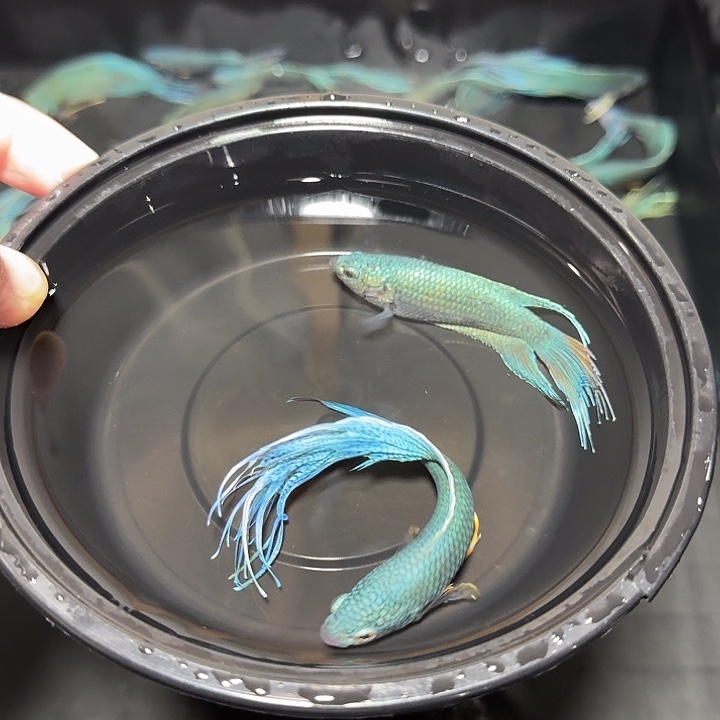 斗鱼直播间对图无纹蓝24