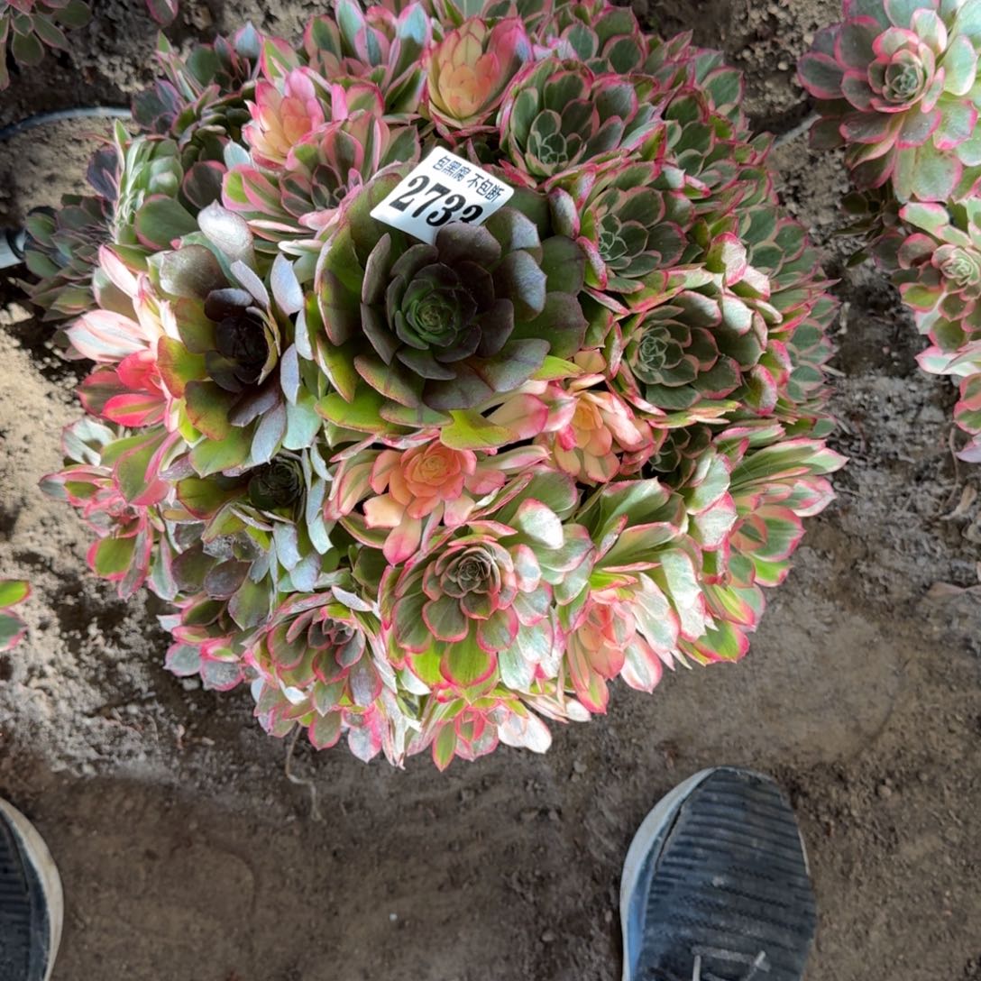 爱***巍17-39法师丘比特2733