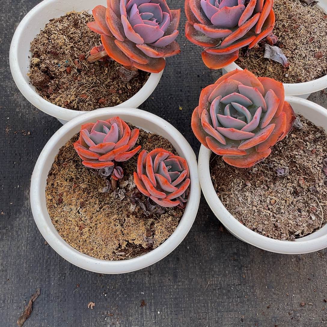 尘埃玫瑰多肉4颗3815