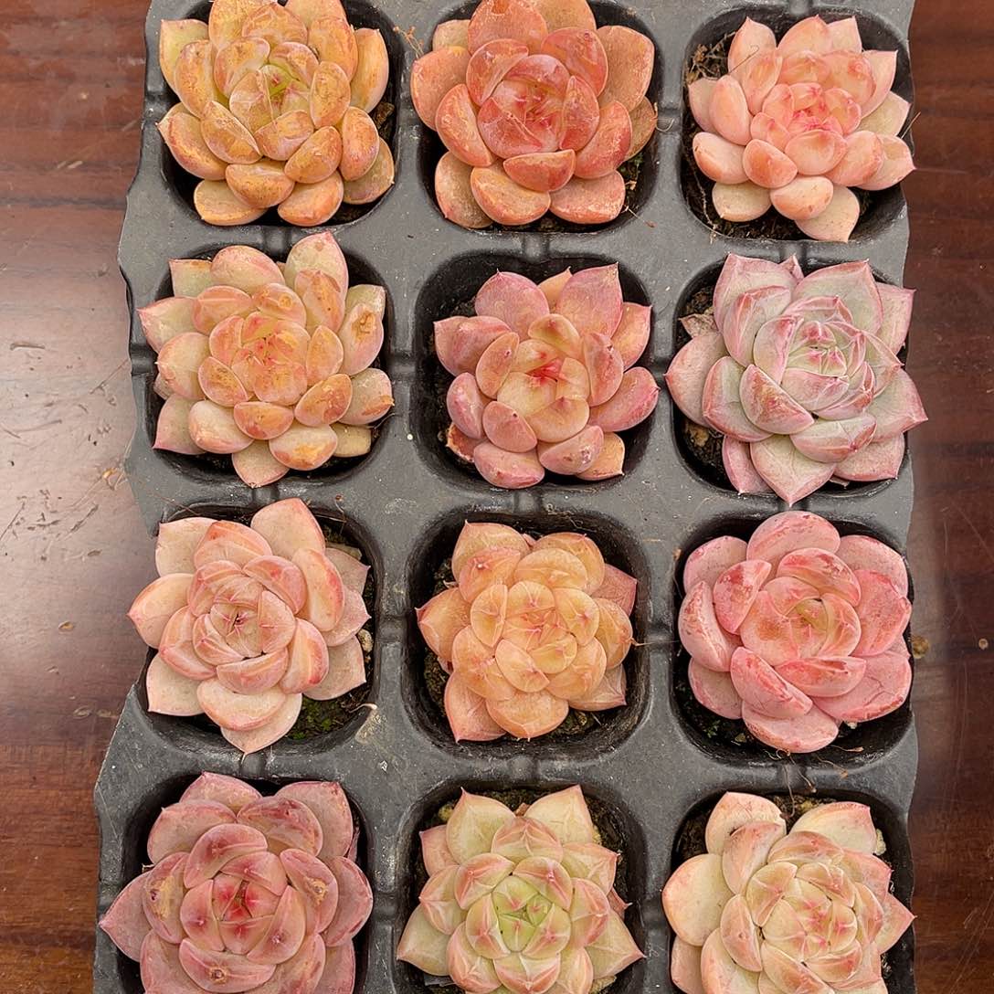 多肉植物一物一拍5-6