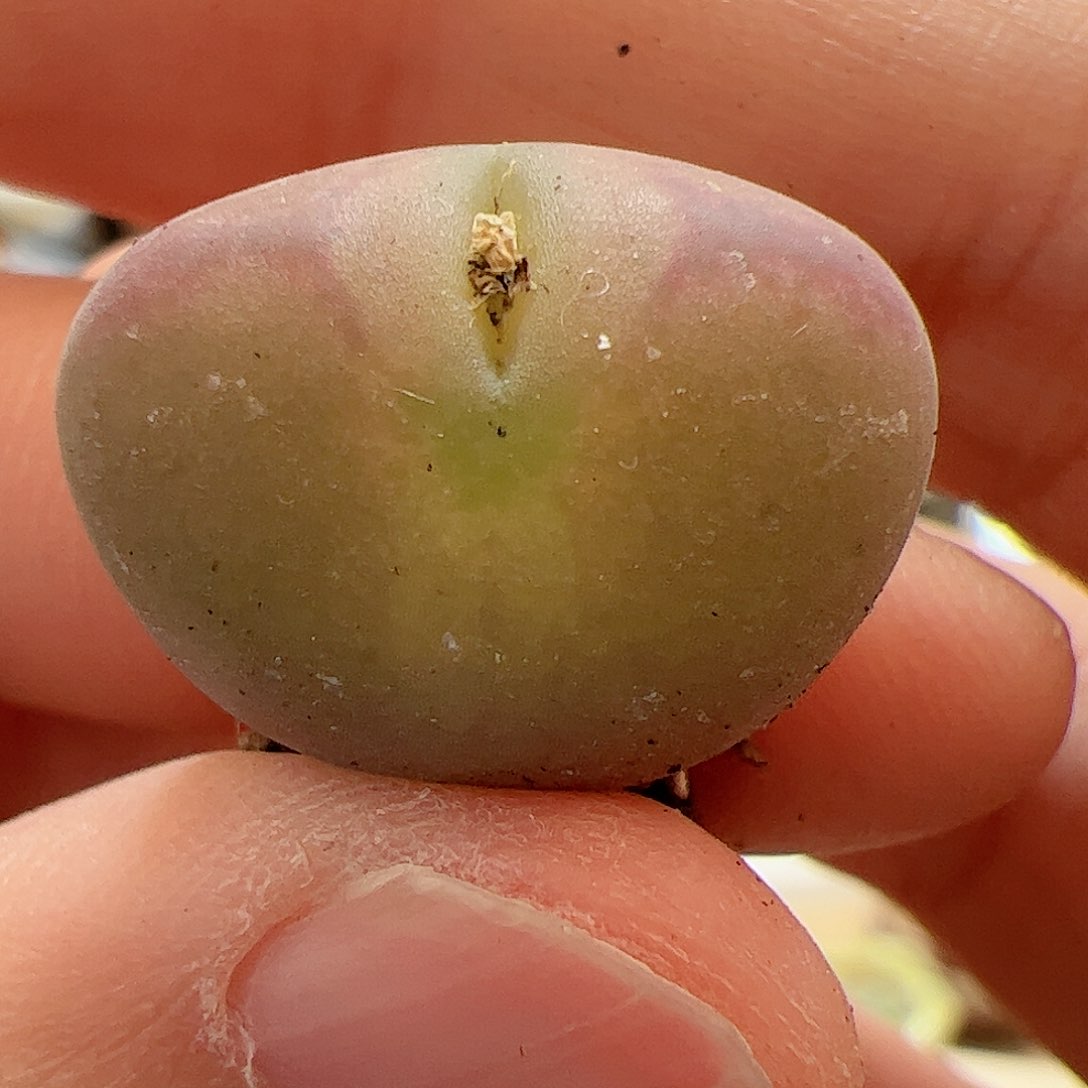 【闪购商品】278 桃杂