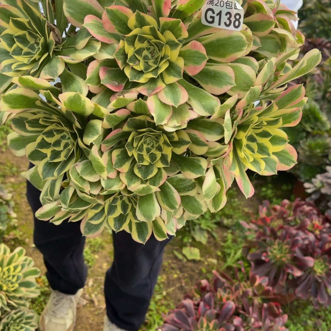 138多肉植物捧花的时候