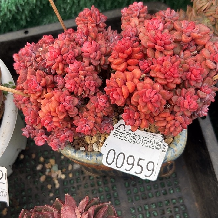 幸运的是我还在努力地