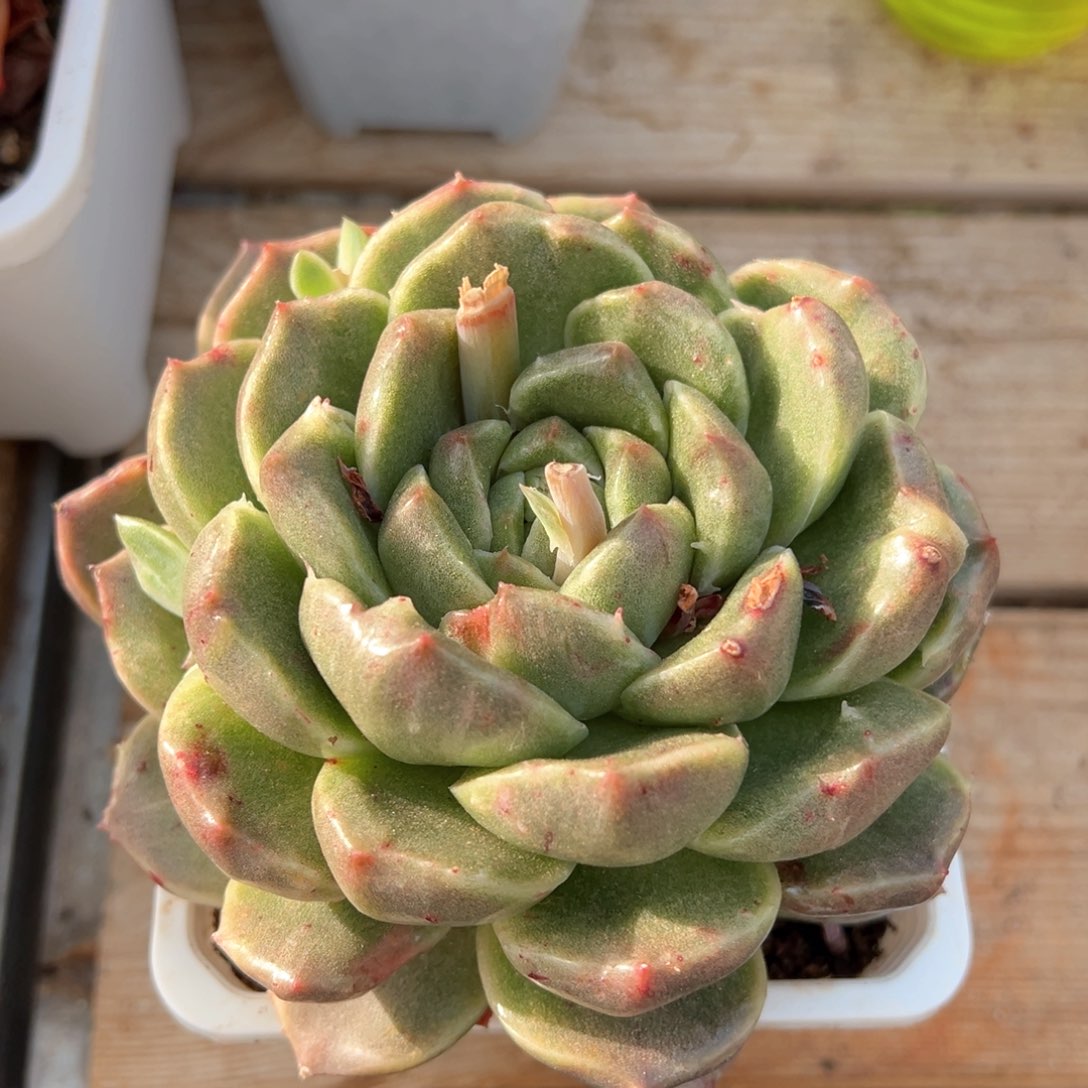 小精灵石化锦多肉植物