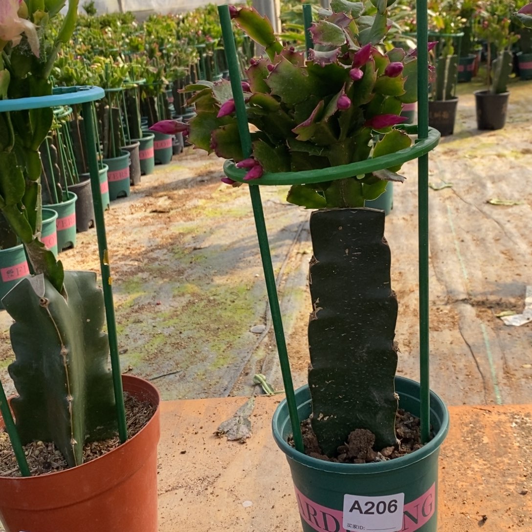 完全开放206嫁接078