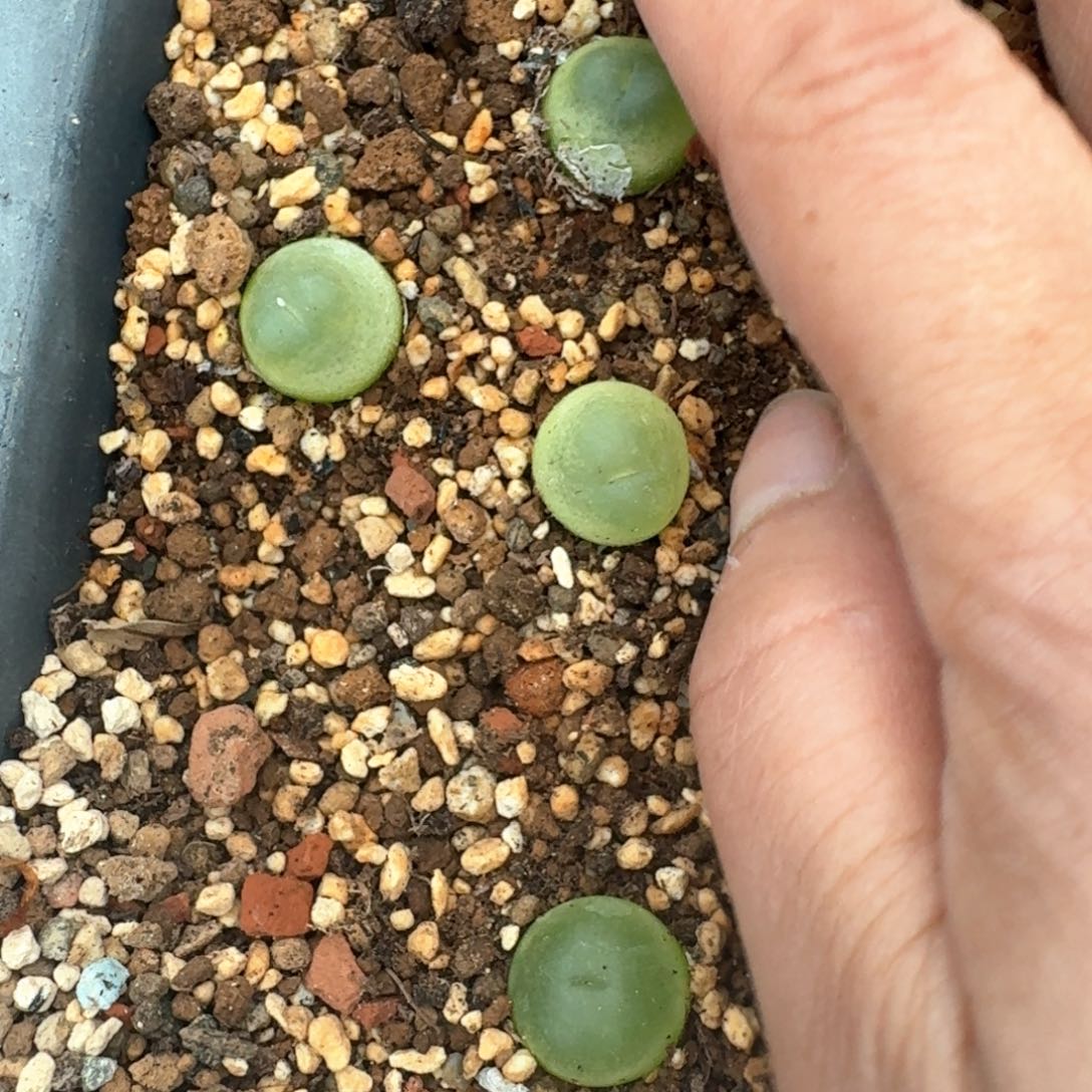 214四颗拉拉000000