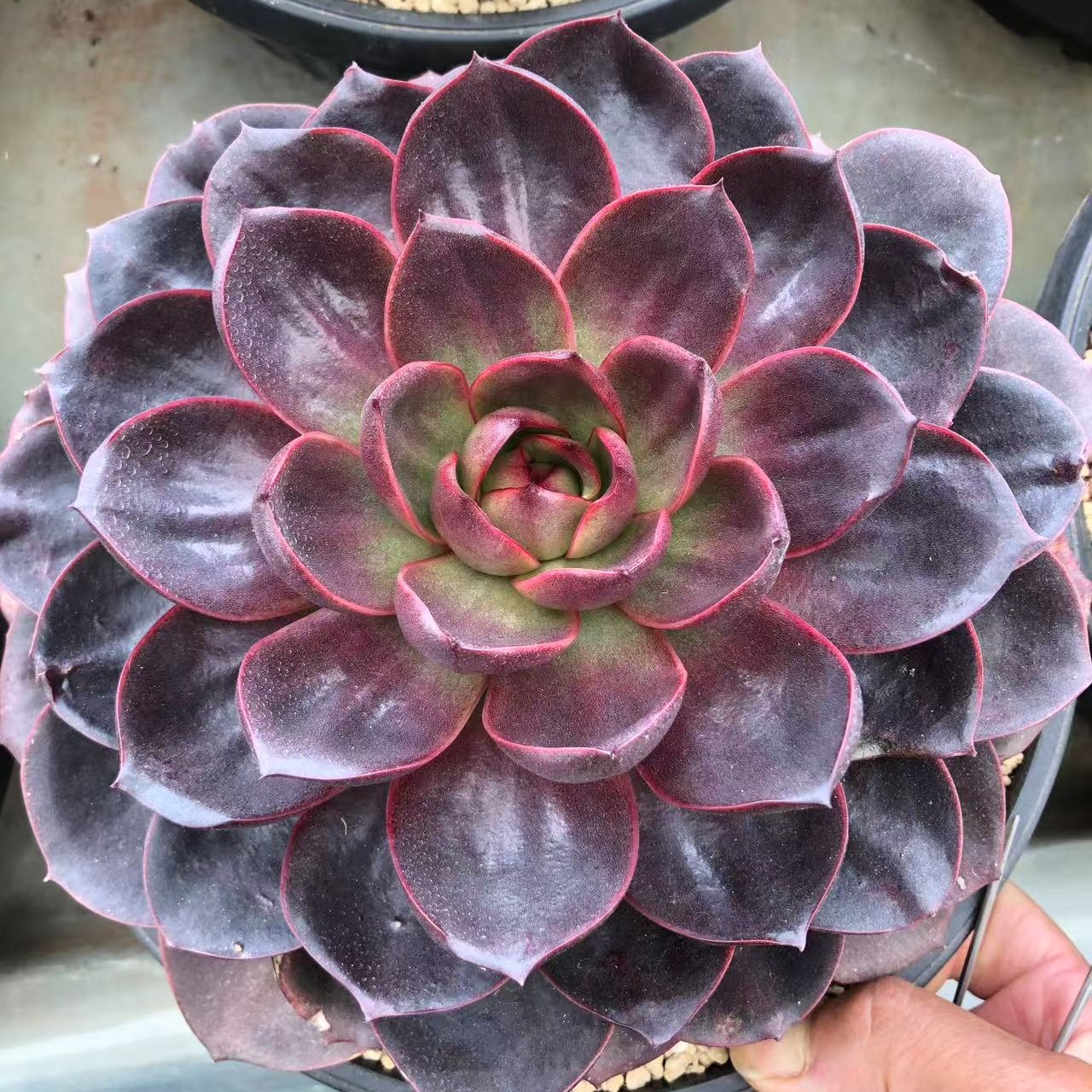 一物一拍专拍云南多肉植物