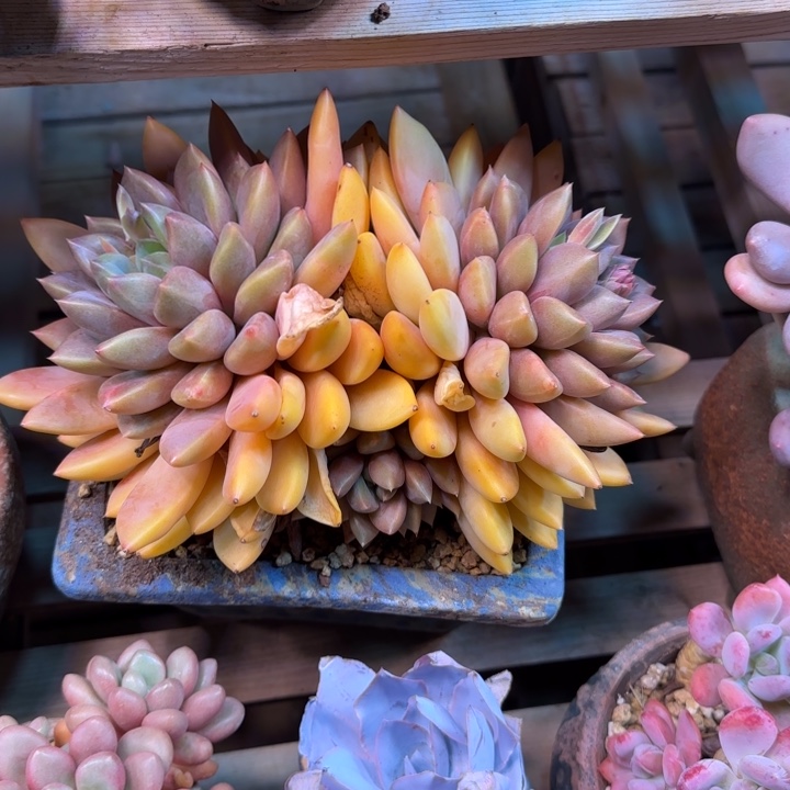 红象牙多肉植物nvnvnvenio