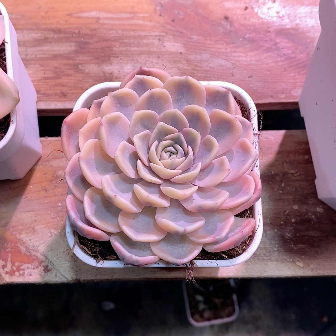 汉堡锦多肉植物老桩