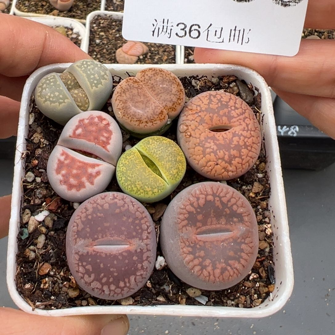 2.8好看的多肉960